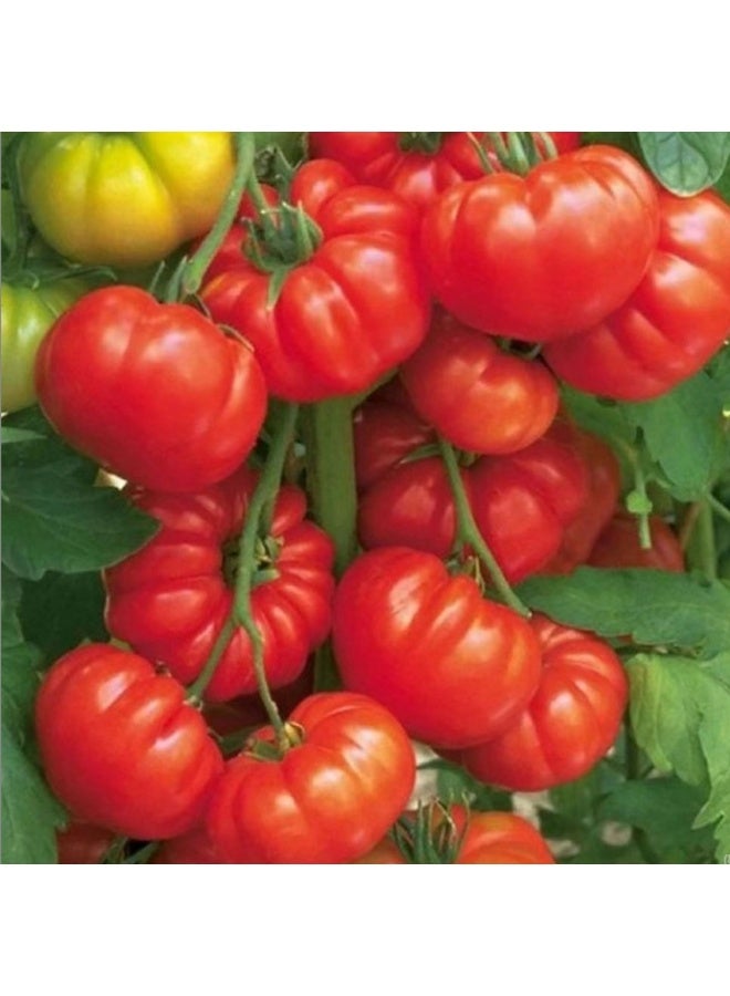 بذور طماطم على شكل شرائح لحم بقري للزراعة - بذور طماطم للزراعة - Image 1